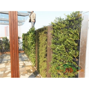 銀城廣場屋頂噴灌Yincheng Square Roof Sprinkler Irrigation